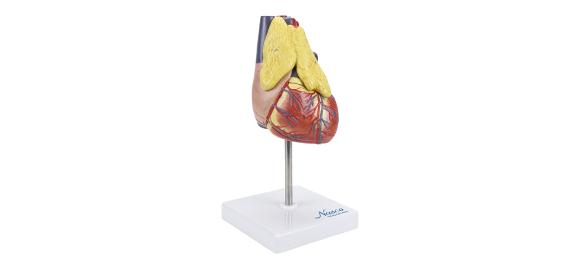 Classic Heart Model with Thymus2.png Κανένα σετ εικόνων
